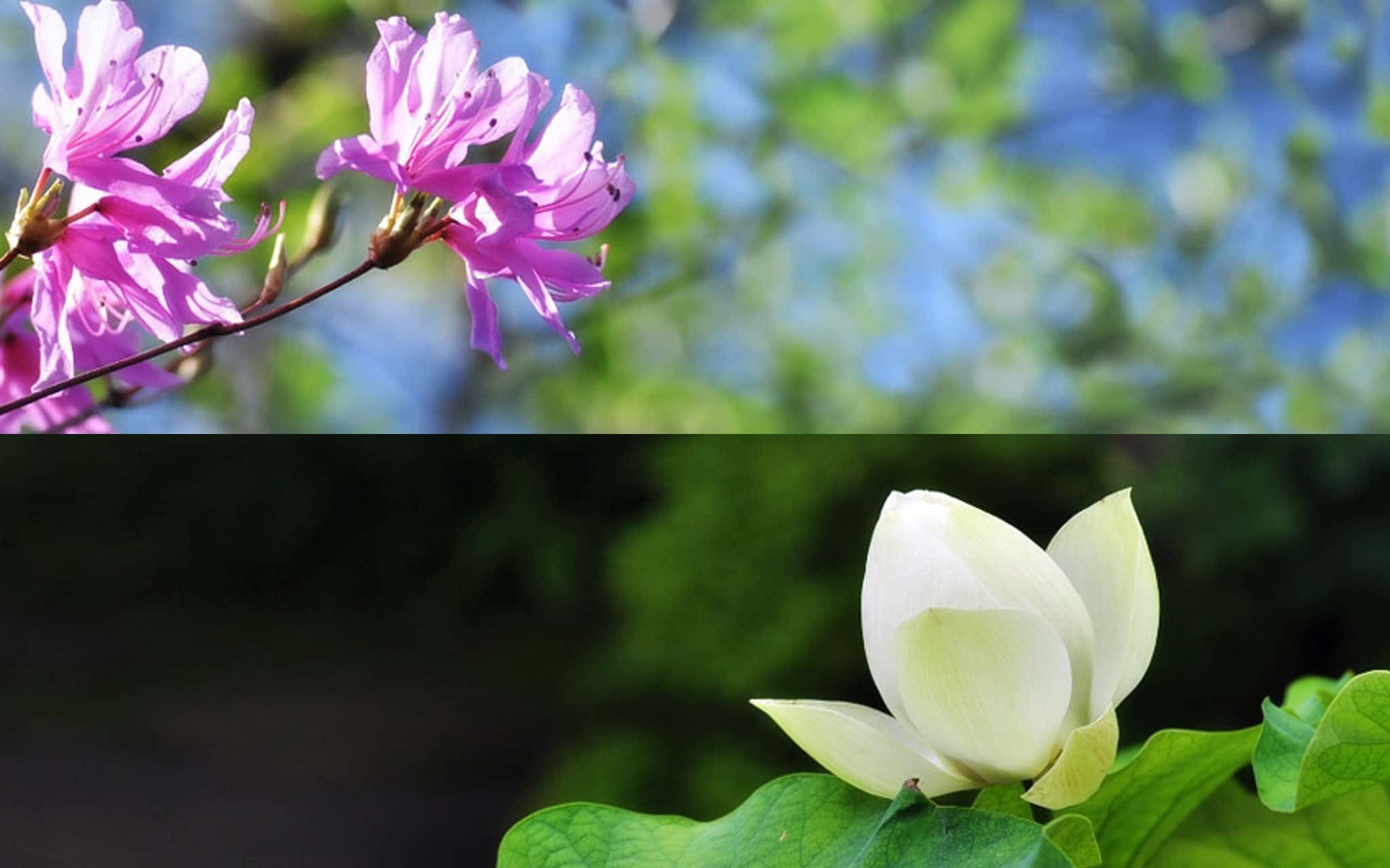 四季の見えるくらし