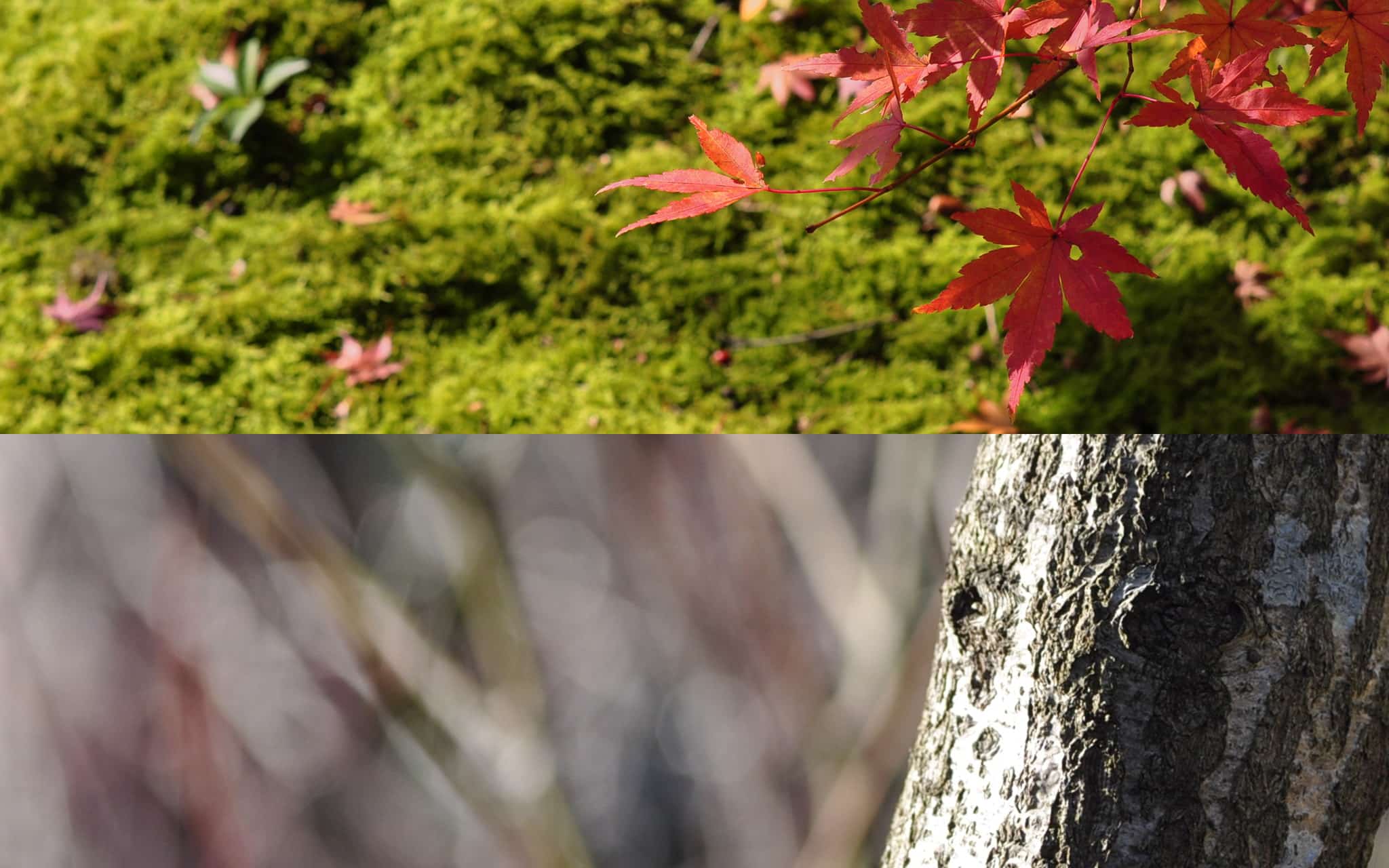 四季の見えるくらし